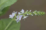 Common gypsyweed